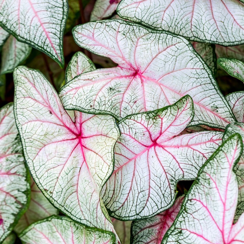 Caladium Fantasy - Caladio