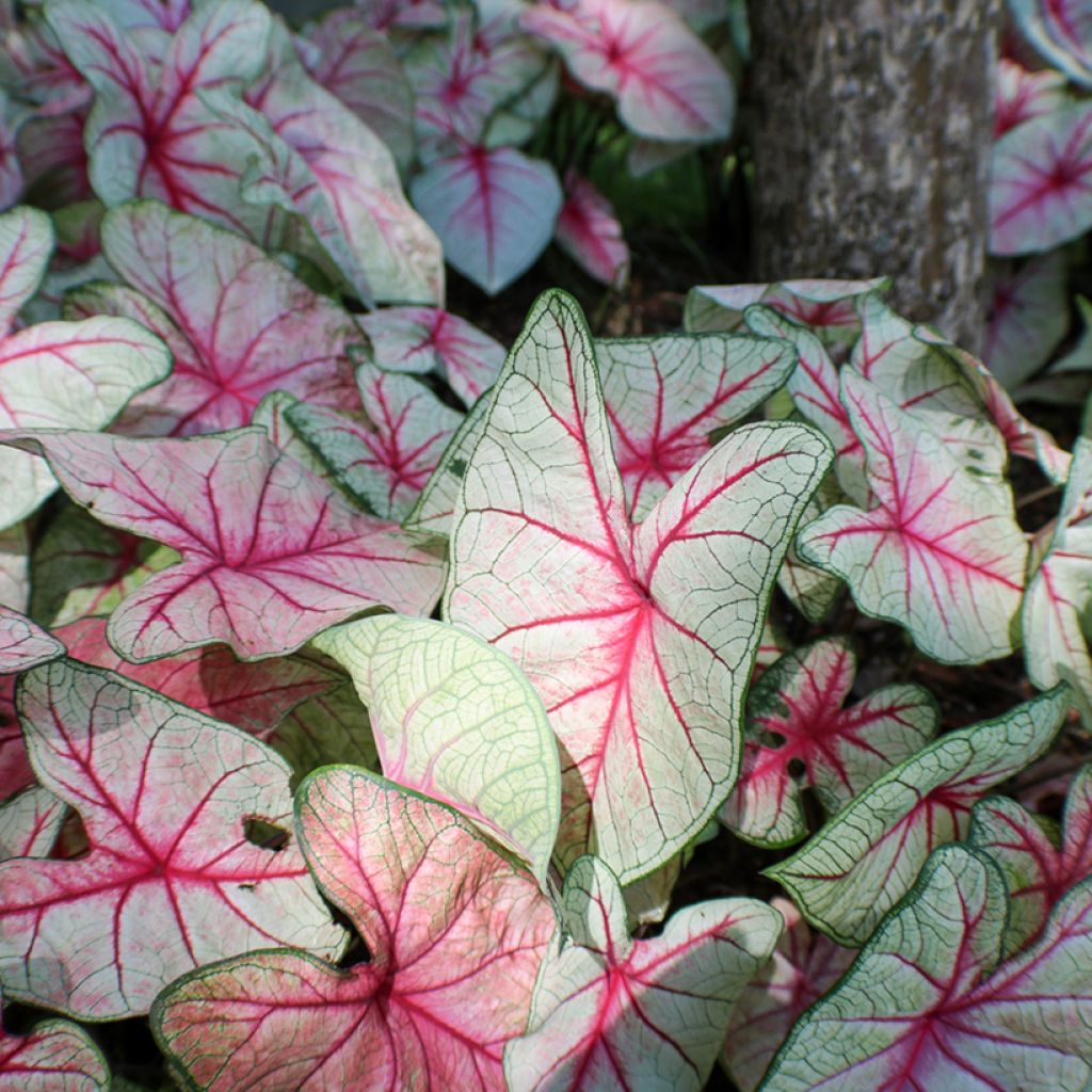 Caladium Fantasy - Caladio