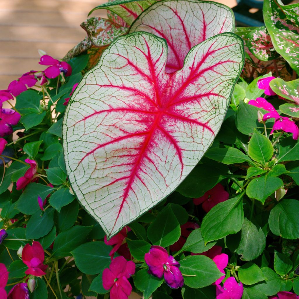 Caladium Fiesta - Caladio