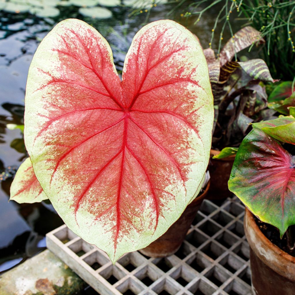 Caladium Mint Julep - Caladio