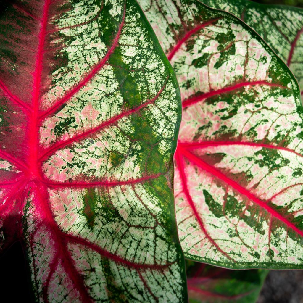 Caladium Tapestry - Caladio