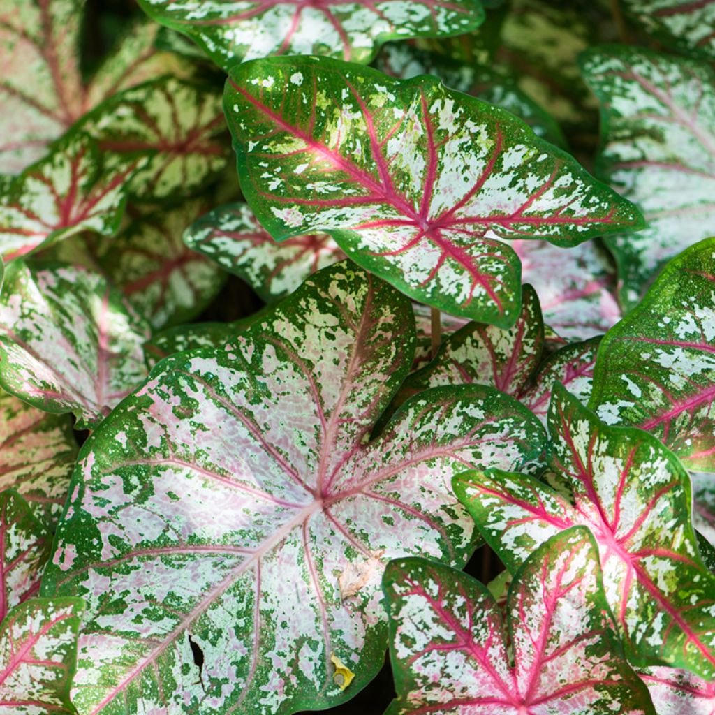 Caladium Tapestry - Caladio