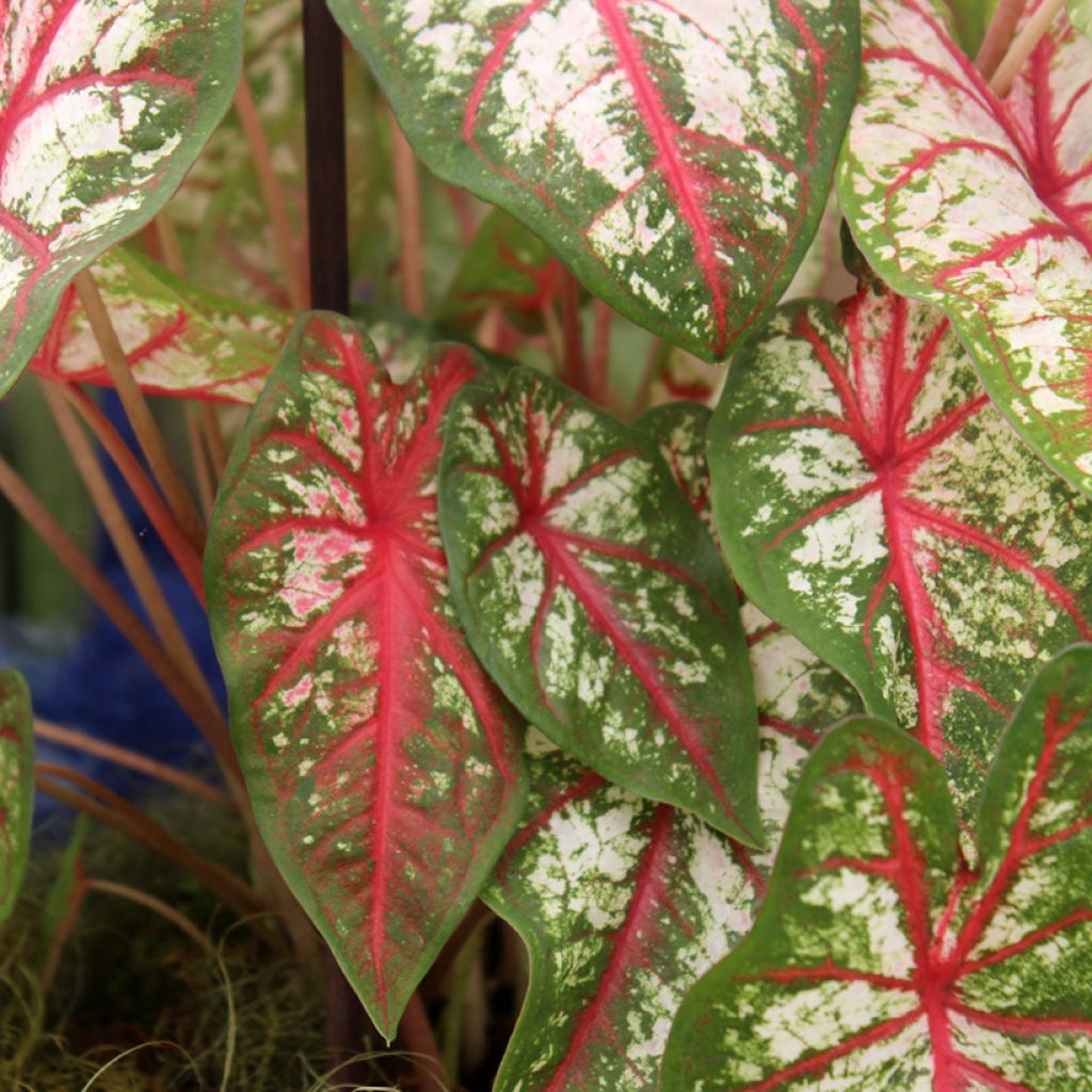 Caladium Tapestry - Caladio