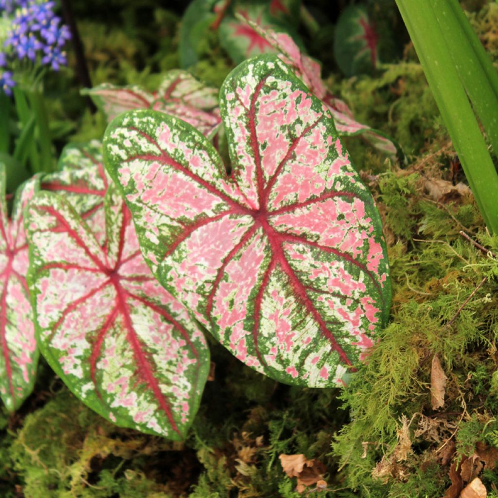 Caladium Tapestry - Caladio