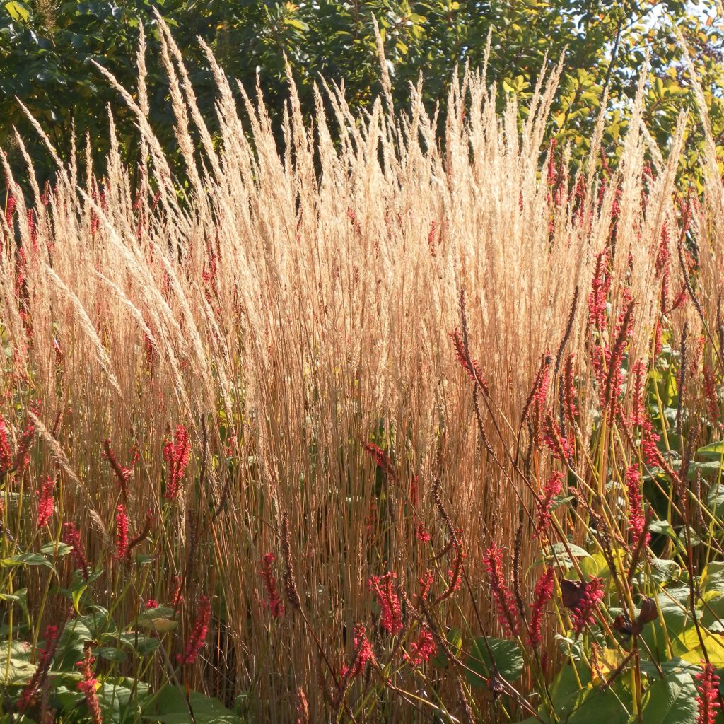 Calamagrostis acutiflora Karl Foerster