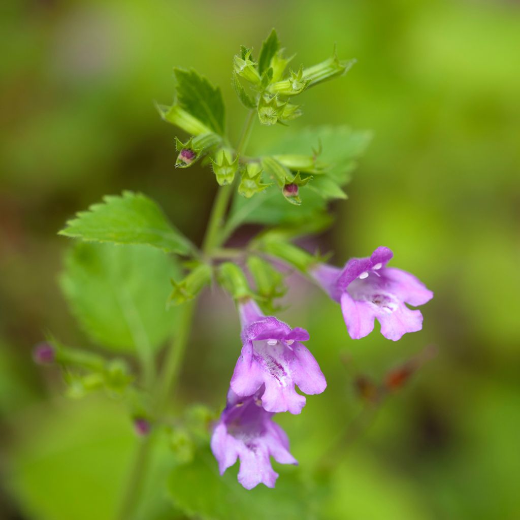 Calamintha grandiflora - Mentuccia