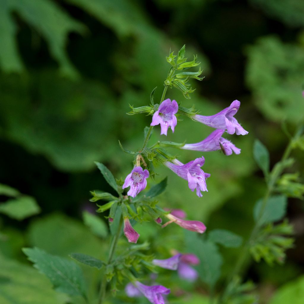 Calamintha grandiflora - Mentuccia