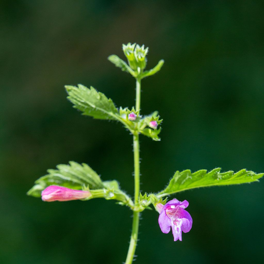 Calamintha grandiflora - Mentuccia