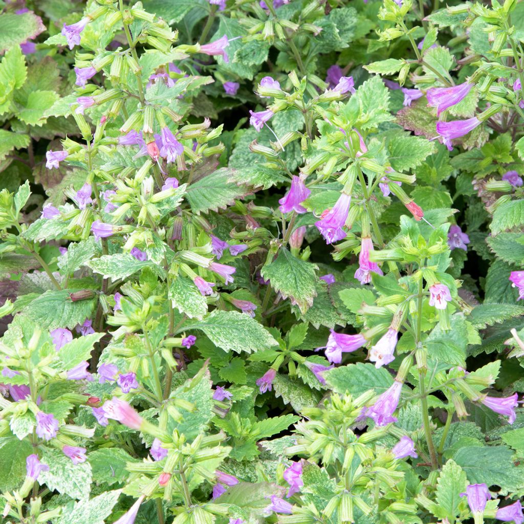 Calamintha grandiflora Variegata - Mentuccia montana