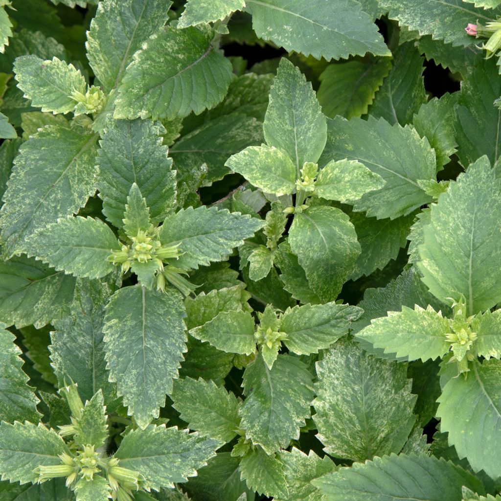 Calamintha grandiflora Variegata - Mentuccia montana