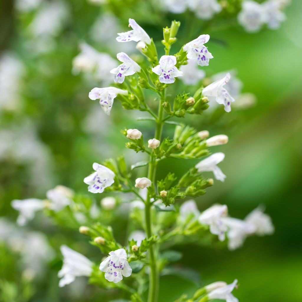 Calamintha nepeta - Mentuccia commune