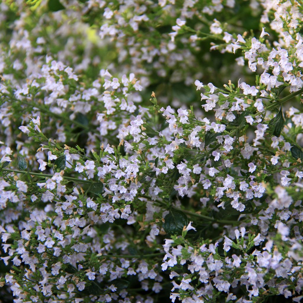 Calamintha nepeta - Mentuccia commune