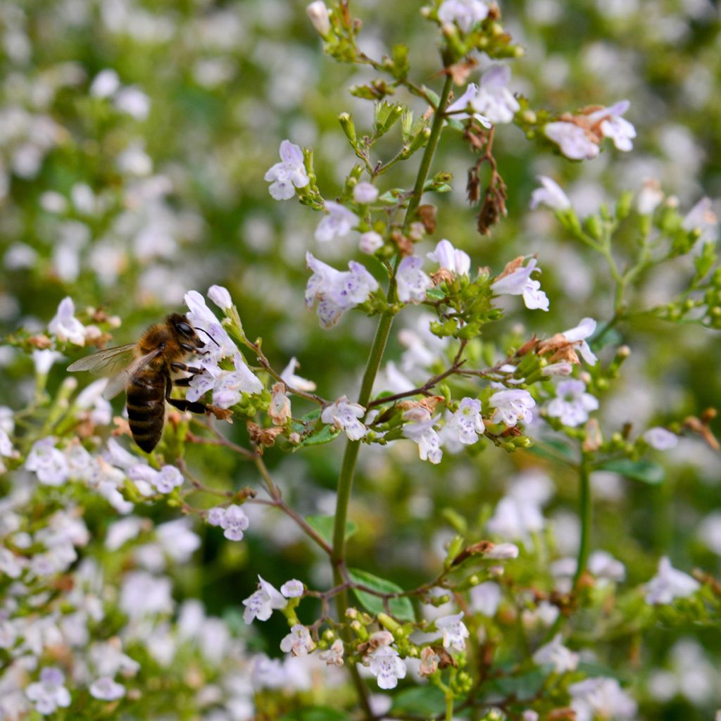 Calamintha nepeta - Mentuccia commune