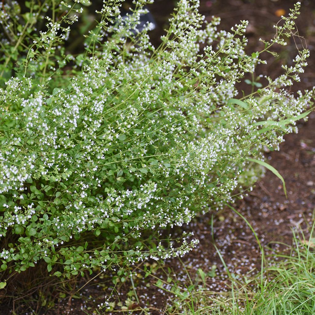 Calamintha nepeta - Mentuccia commune