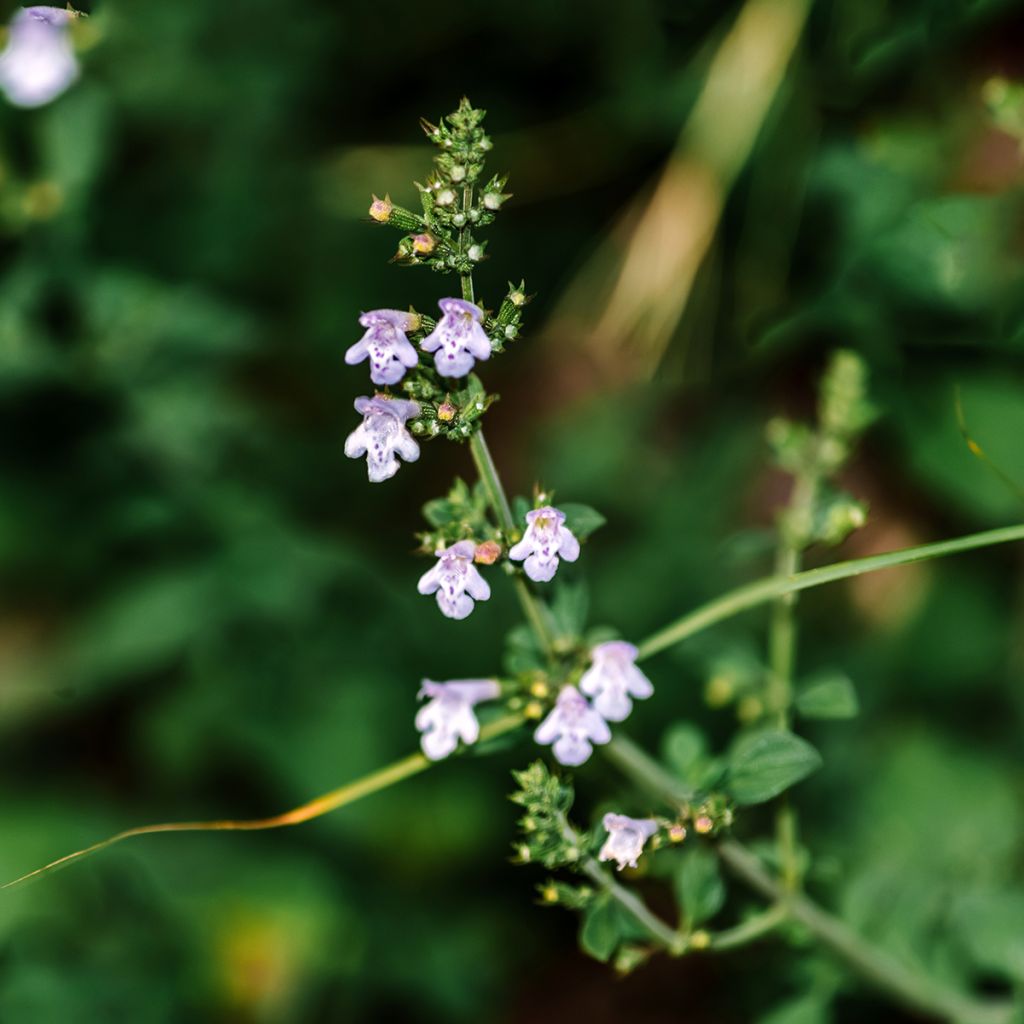 Calamintha nepeta - Mentuccia commune