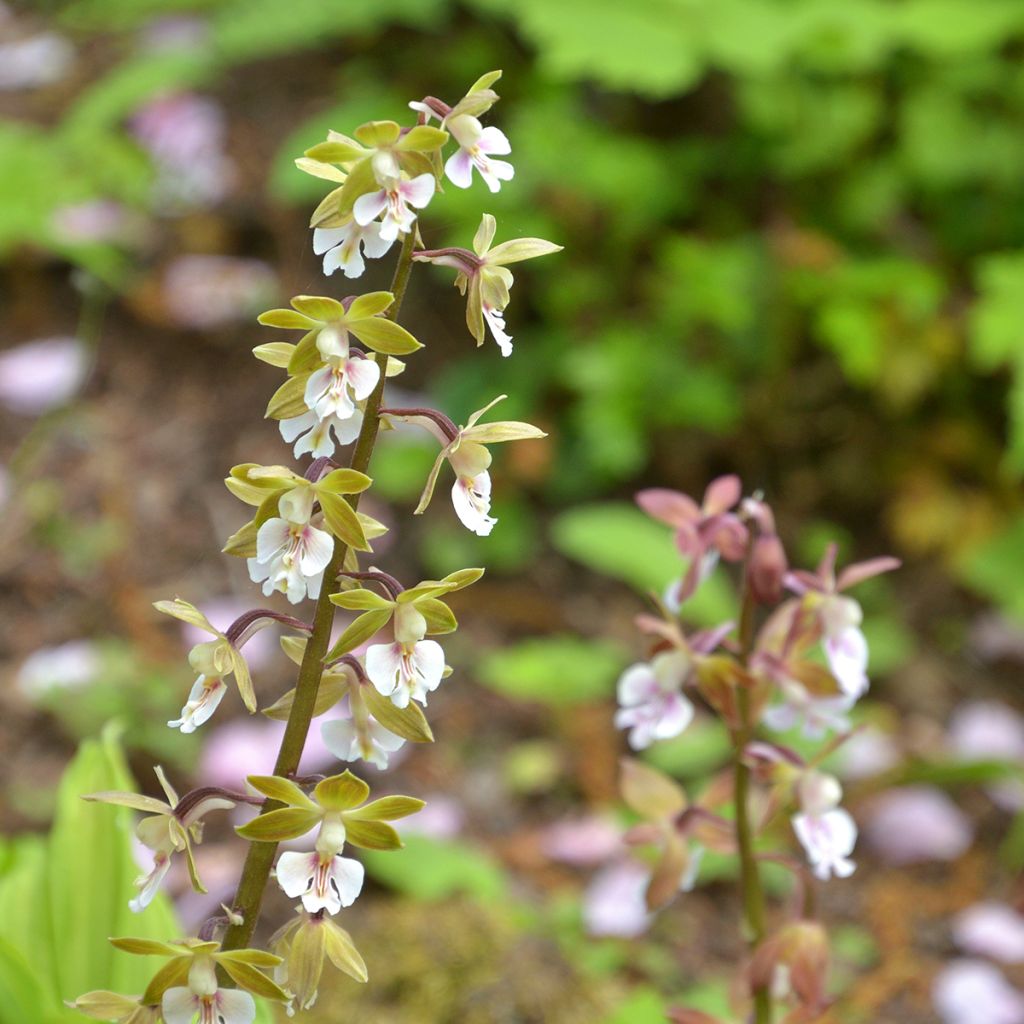 Calanthe Olive Green