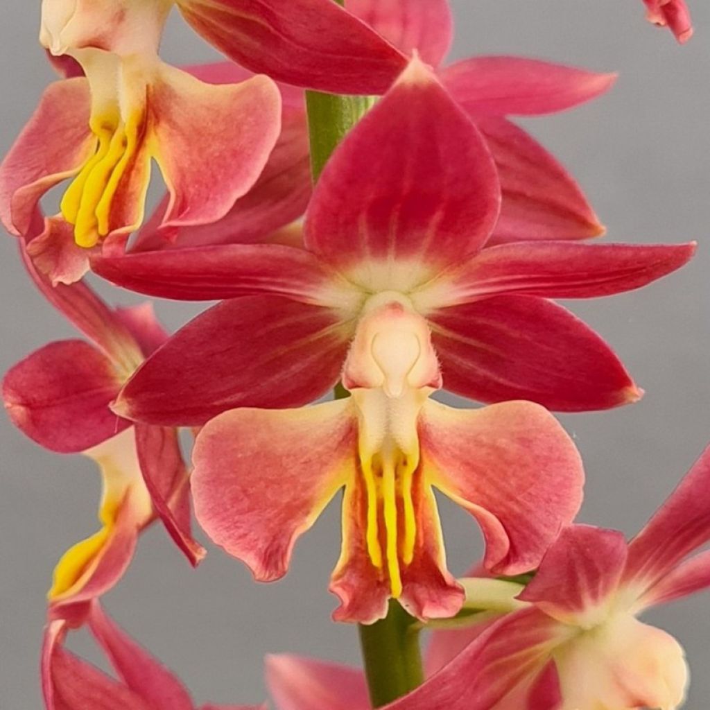 Calanthe Red Sunset