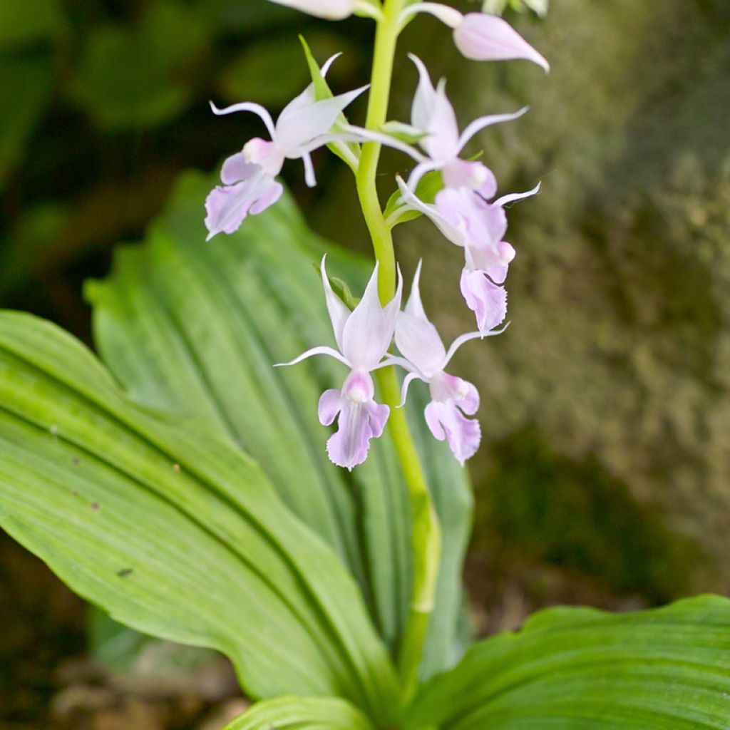 Calanthe reflexa