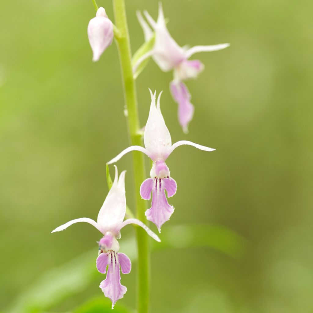 Calanthe reflexa