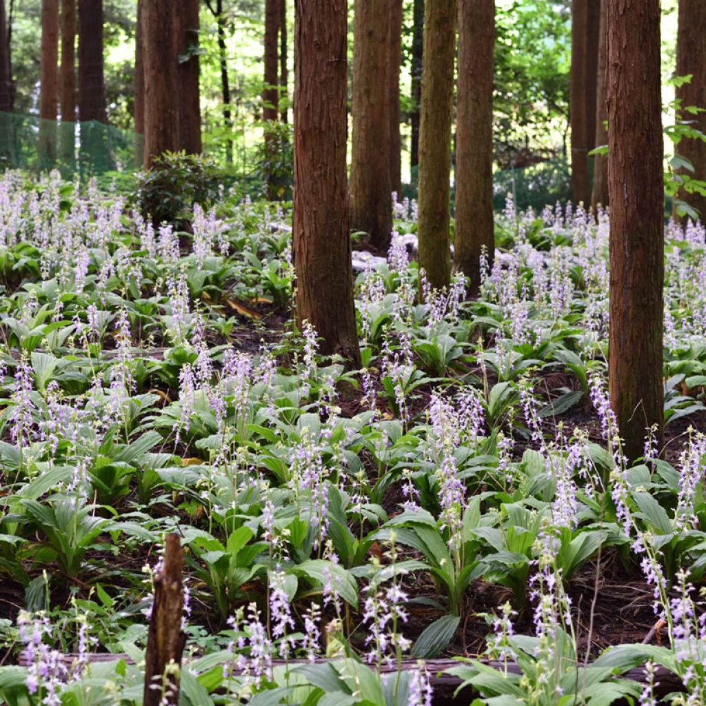 Calanthe reflexa