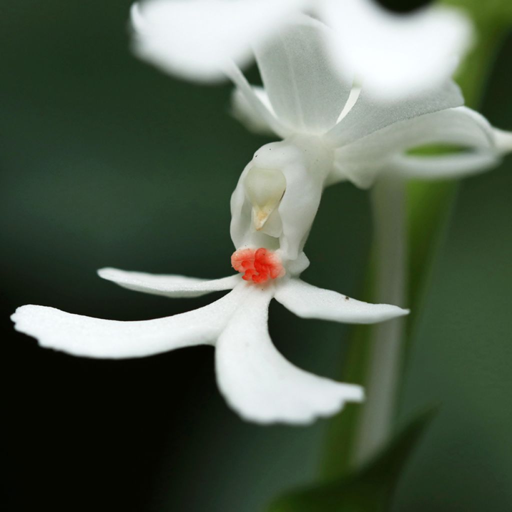 Calanthe triplicata