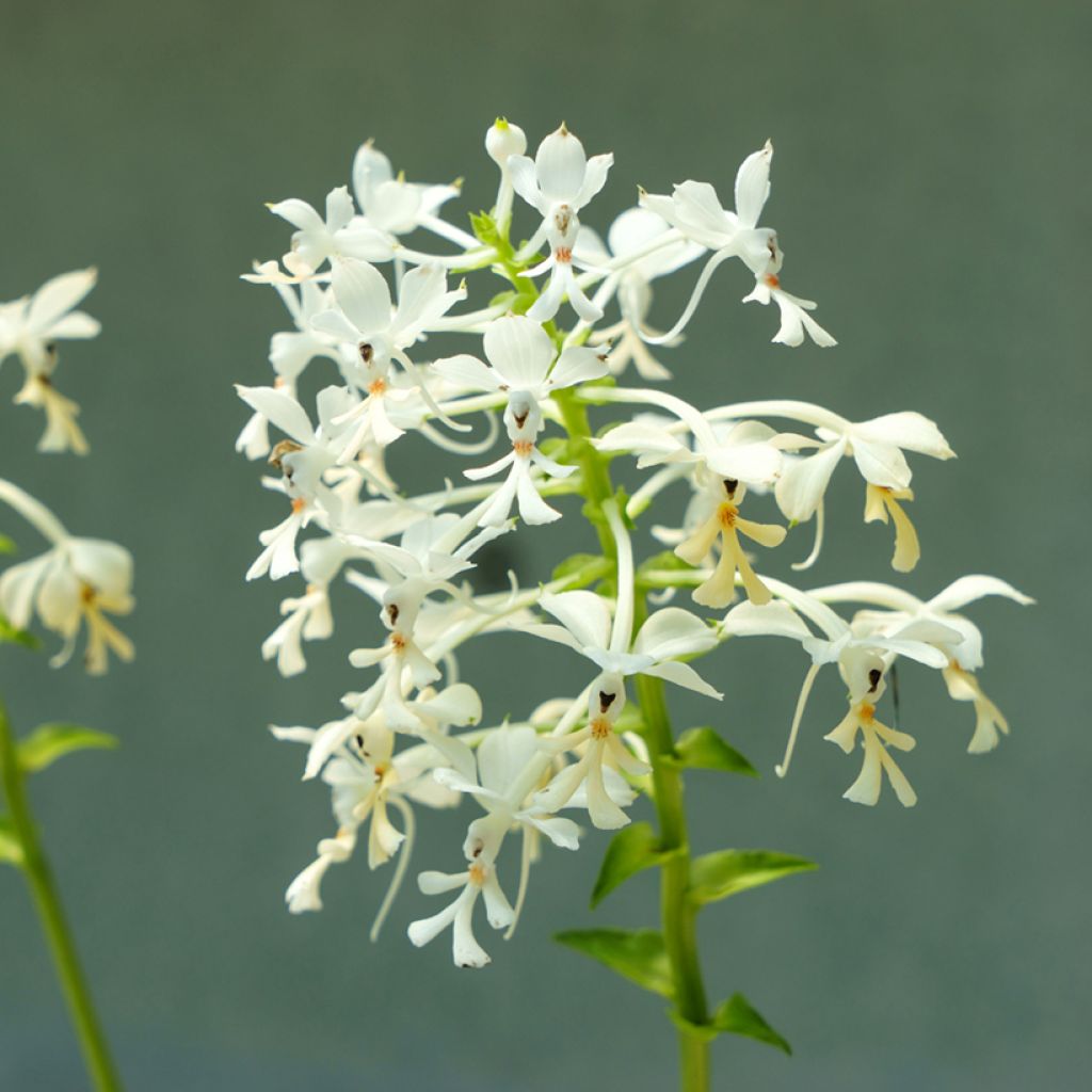 Calanthe triplicata