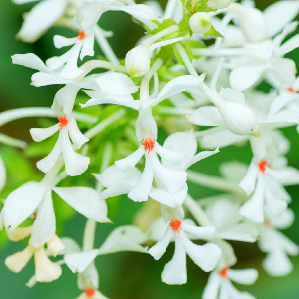 Calanthe triplicata