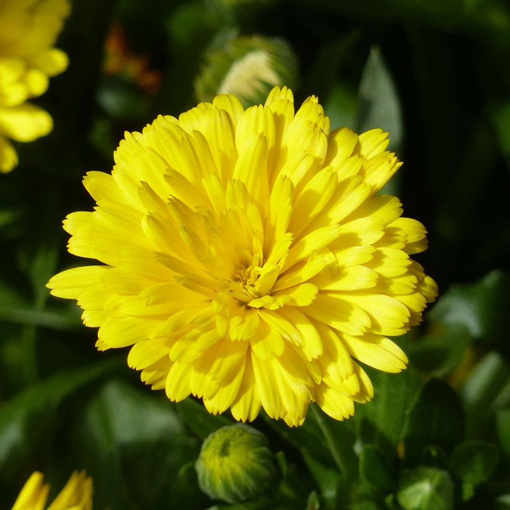 Calendula Powerdaisy Sunny - Fiorrancio