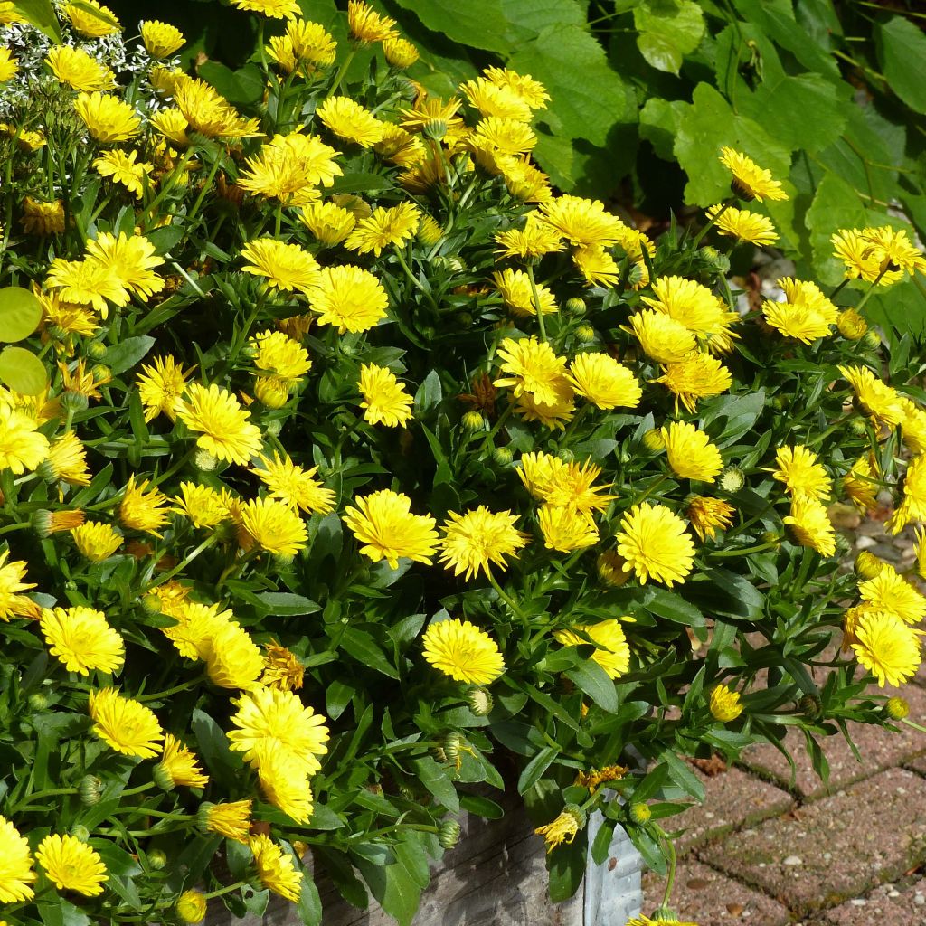 Calendula Powerdaisy Sunny - Fiorrancio