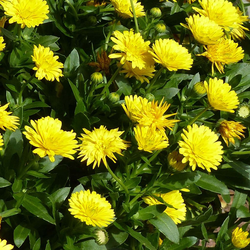 Calendula Powerdaisy Sunny - Fiorrancio