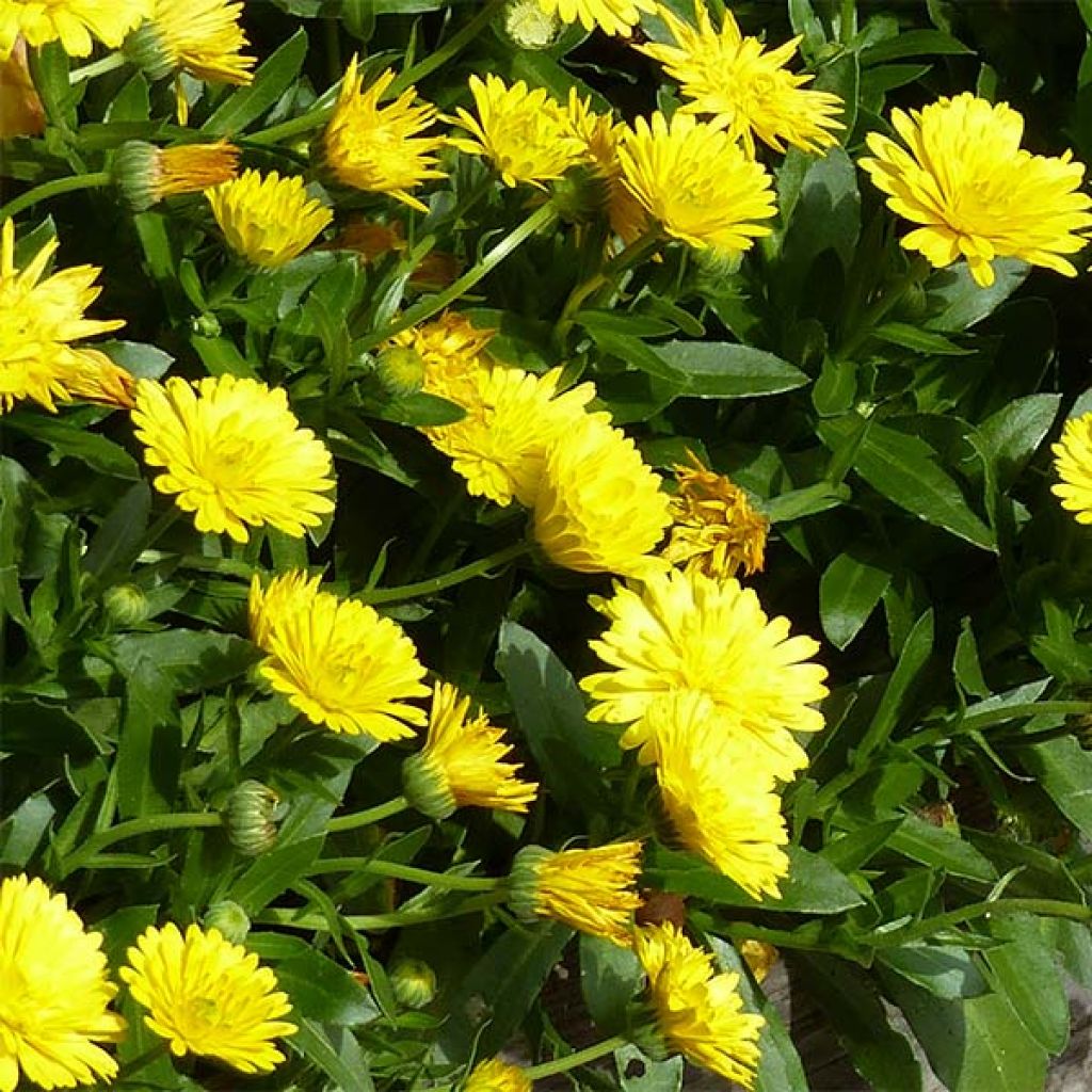 Calendula Powerdaisy Sunny - Fiorrancio