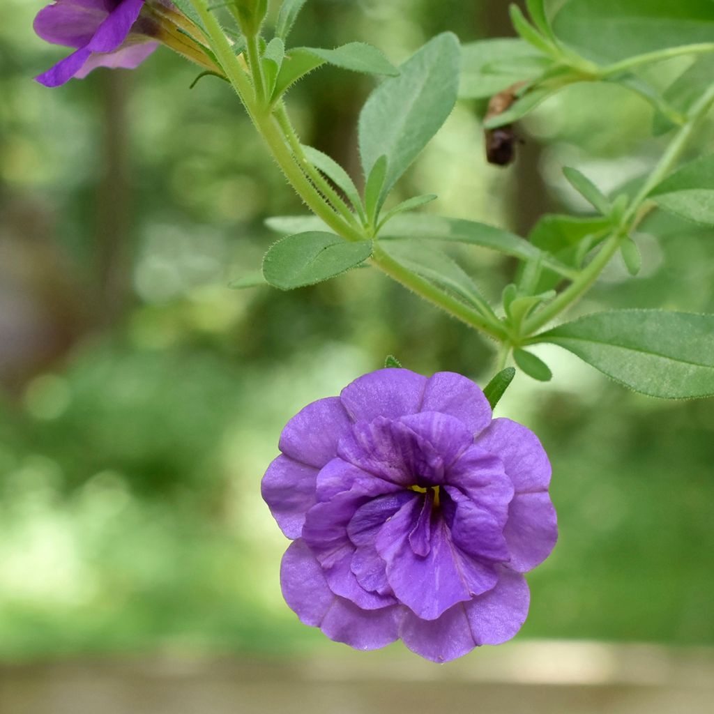 Calibrachoa Can-Can Rosies Blue - Petunia nana