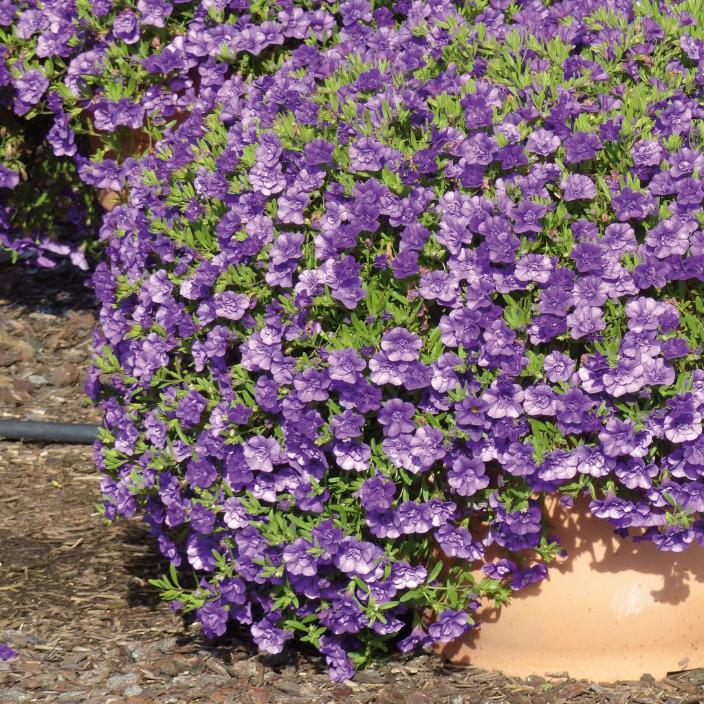 Calibrachoa Can-Can Rosies Blue - Petunia nana