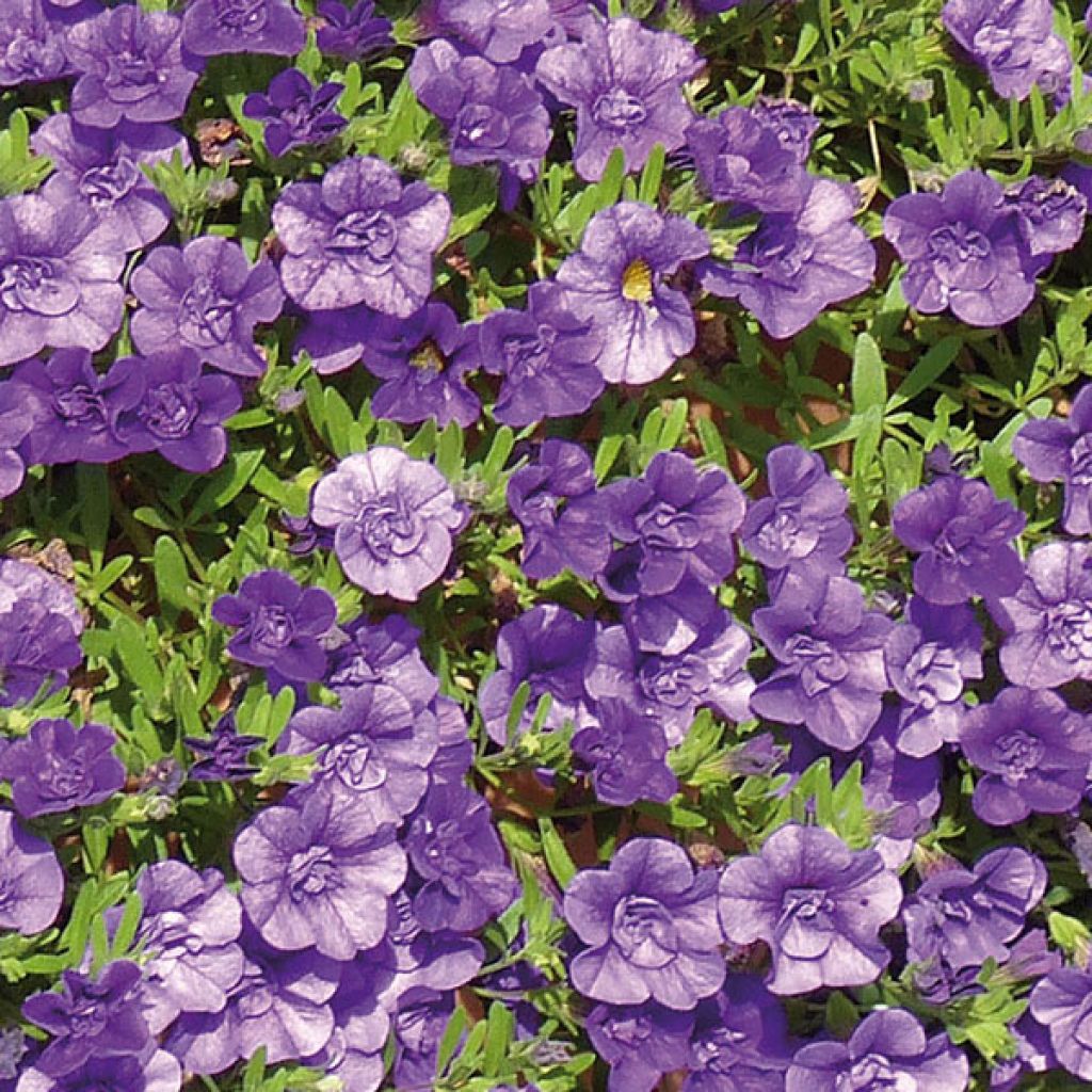 Calibrachoa Can-Can Rosies Blue - Petunia nana