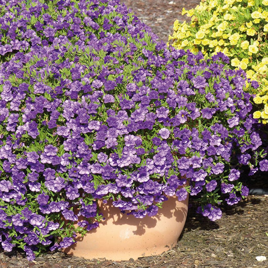 Calibrachoa Can-Can Rosies Blue - Petunia nana