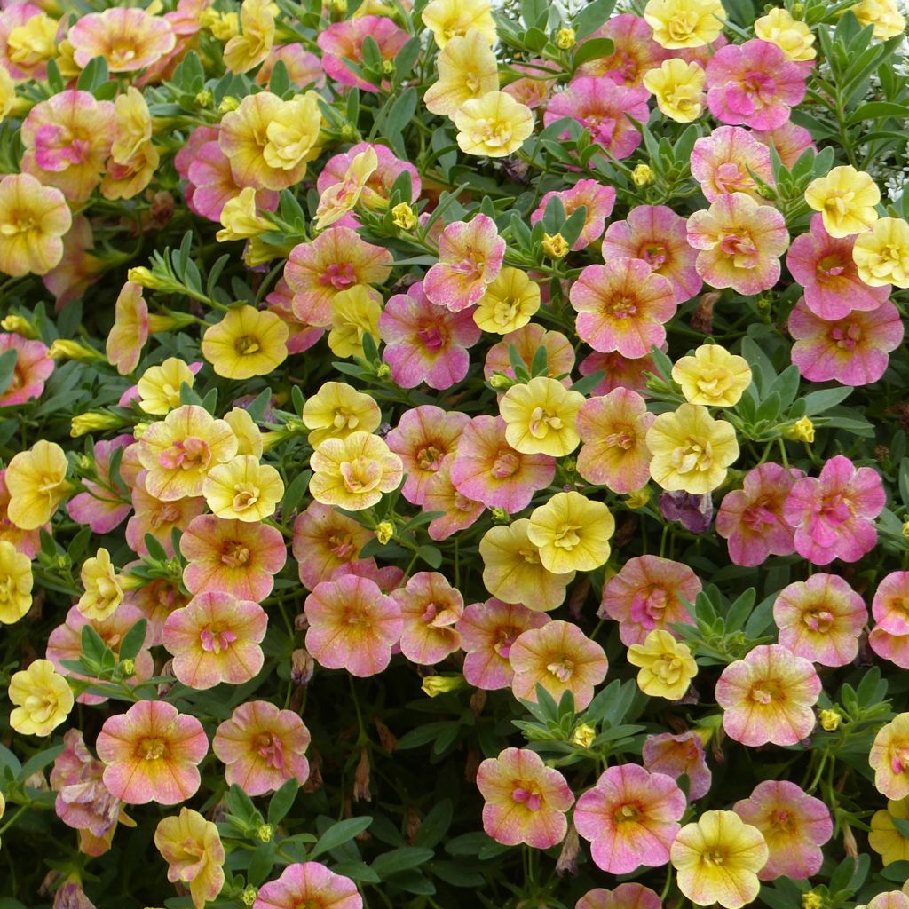 Calibrachoa Chamaeleon Double Pink Yellow - Mini-pétunia