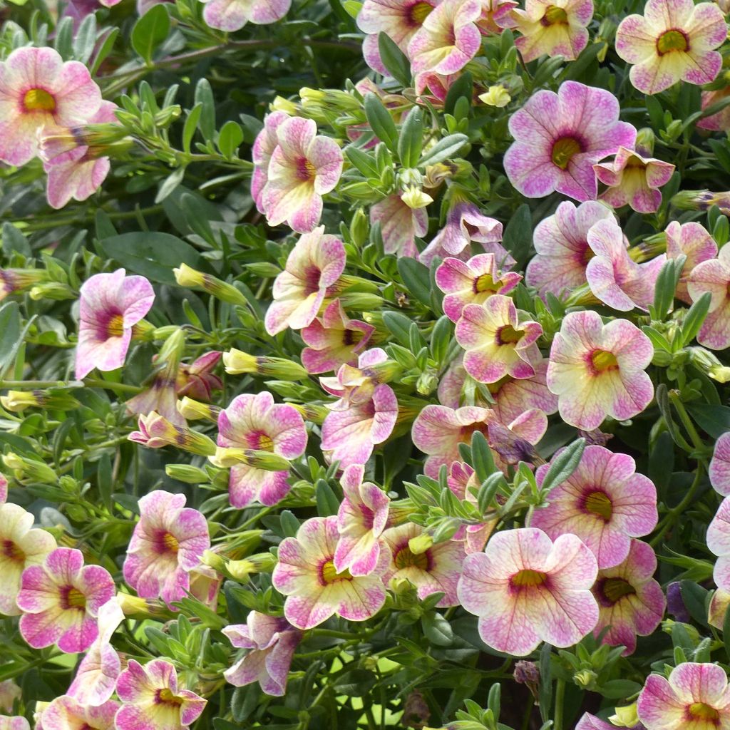 Calibrachoa Chamaeleon Pink Passion - Mini-pétunia.