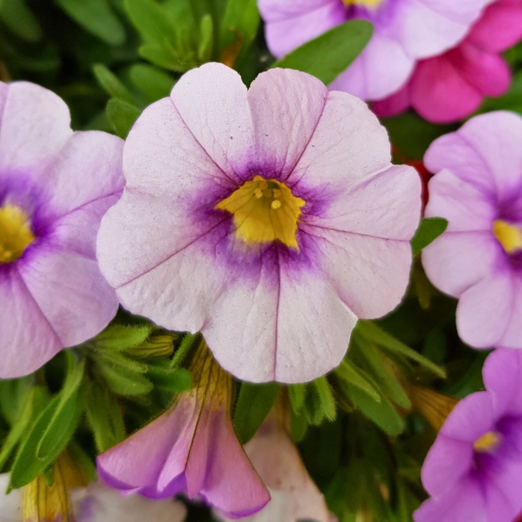 Calibrachoa Eyeconic Purple - Petunia nana