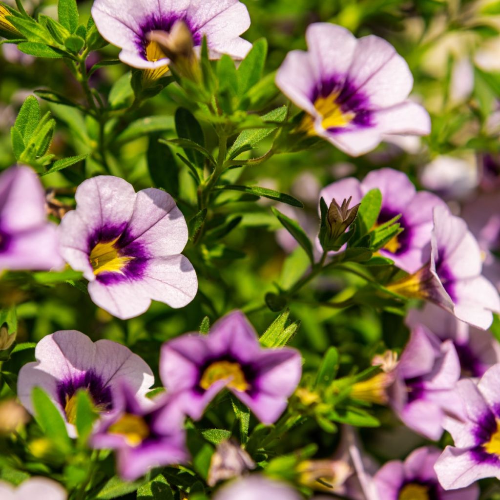 Calibrachoa Eyeconic Purple - Petunia nana