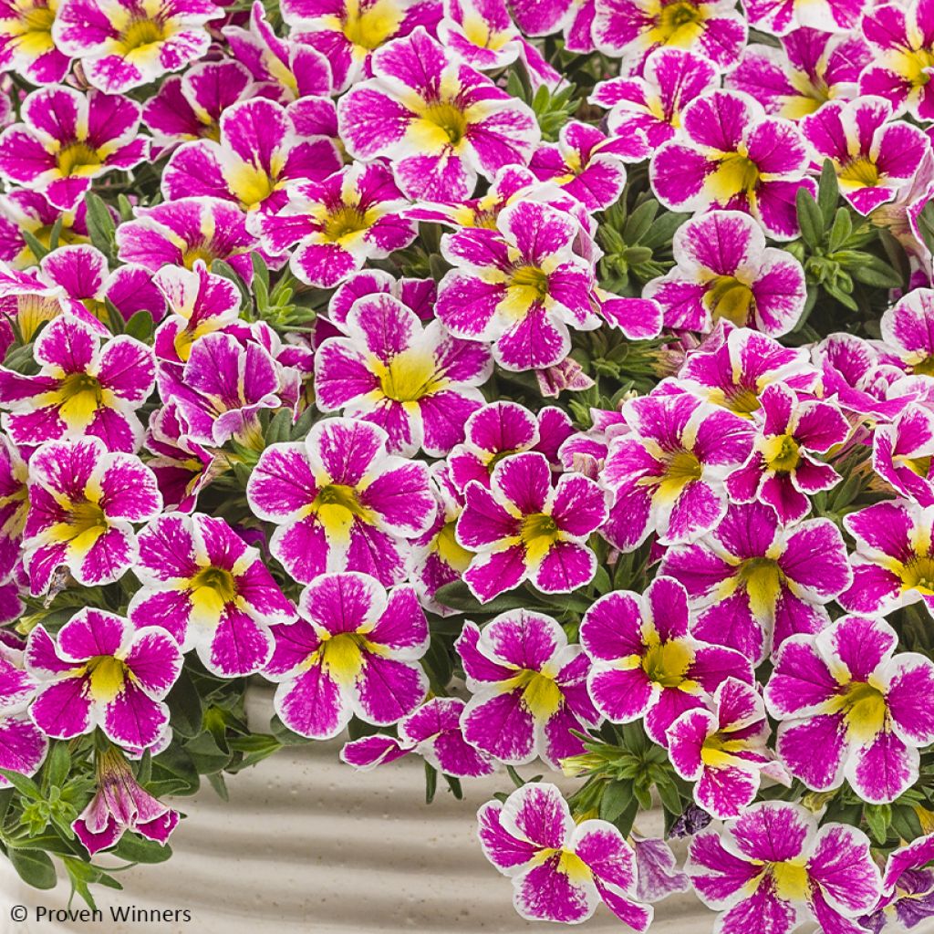 Calibrachoa Superbells Holy Cow - Petunia nana