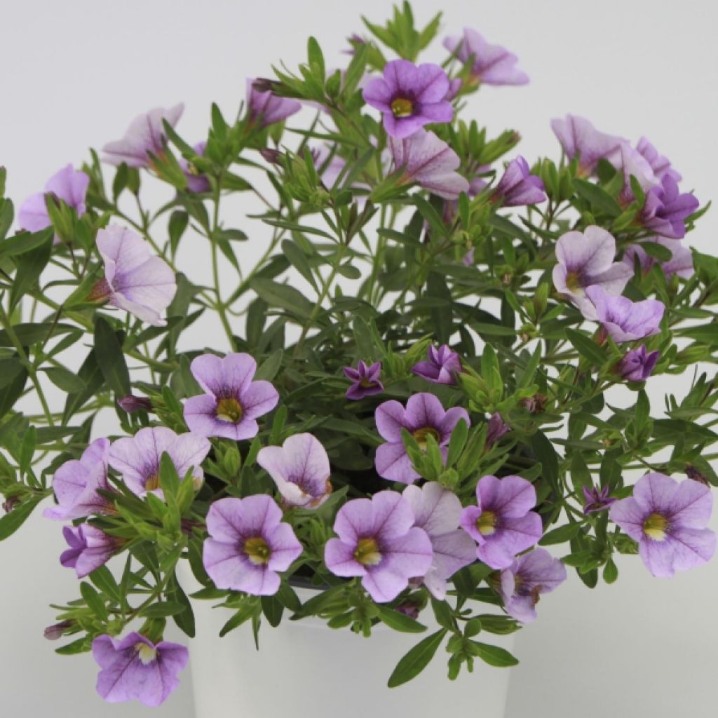 Calibrachoa Superbells Unique Lavender - Petunia nana