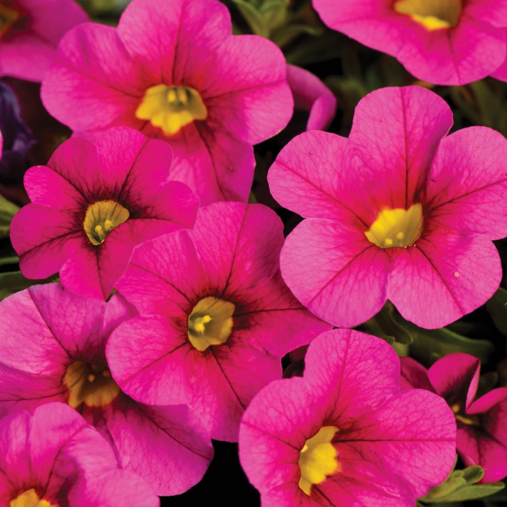 Calibrachoa Noa Bubblegum - Petunia nana