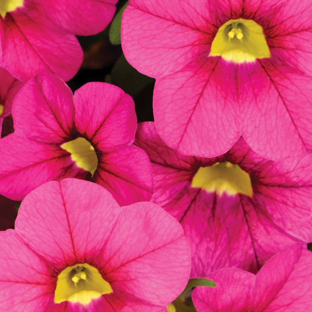 Calibrachoa Noa Bubblegum - Petunia nana