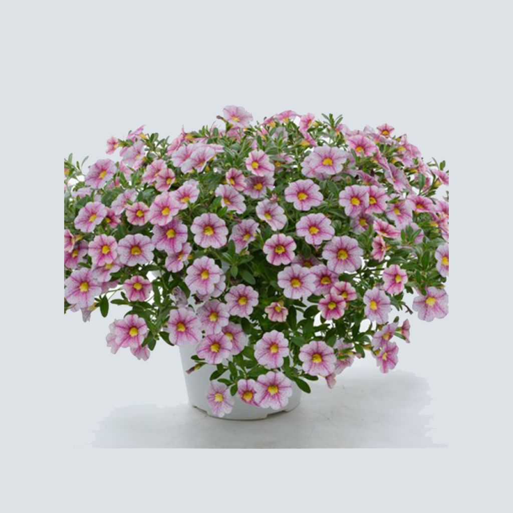 Calibrachoa Noa Princess