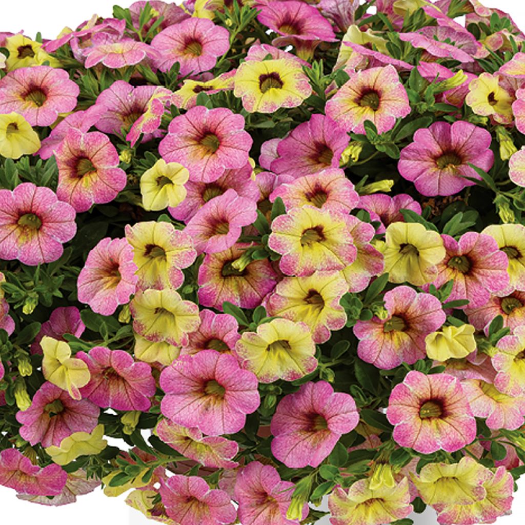 Calibrachoa Ombre™ Pink - Petunia nana