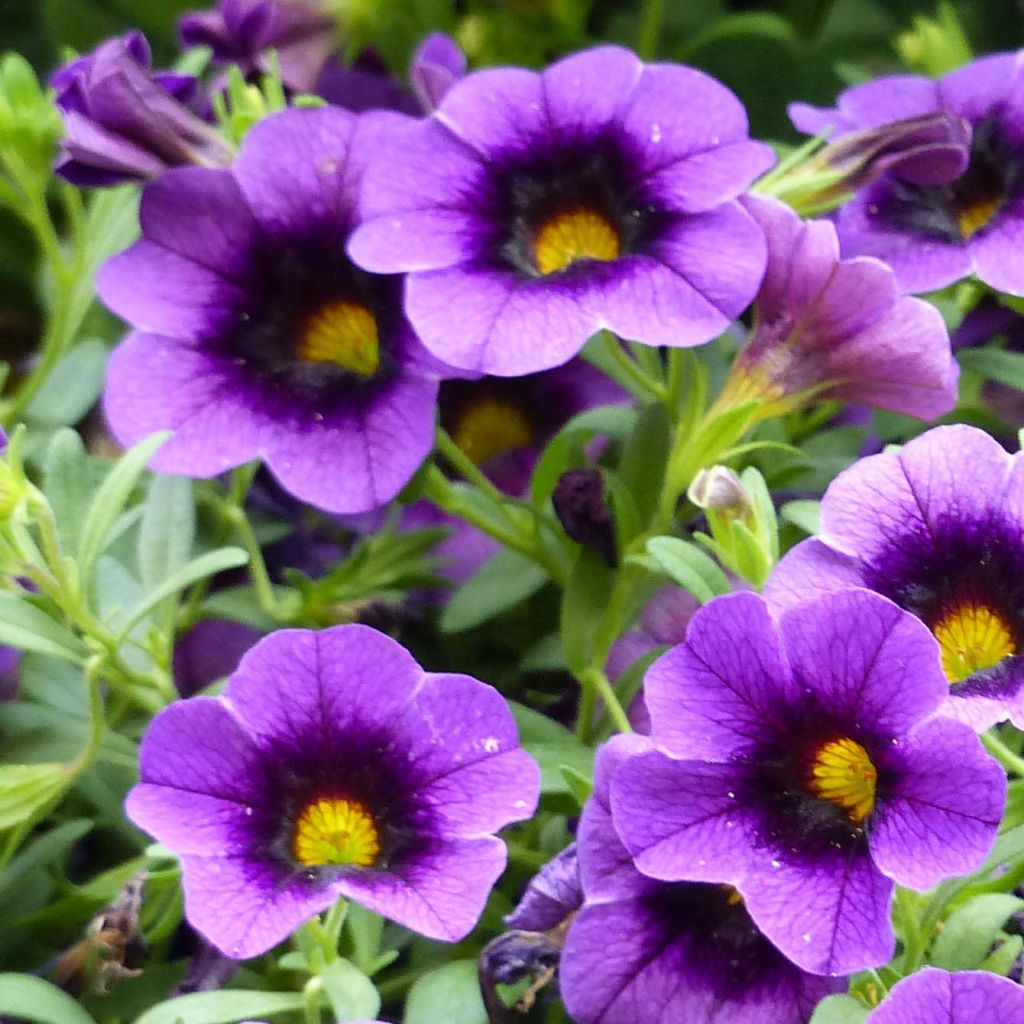 Calibrachoa Superbells Grape Punch - Mini-pétunia