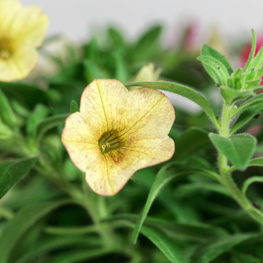 Calibrachoa Sweet Bells Bronze Lemon - Petunia nana