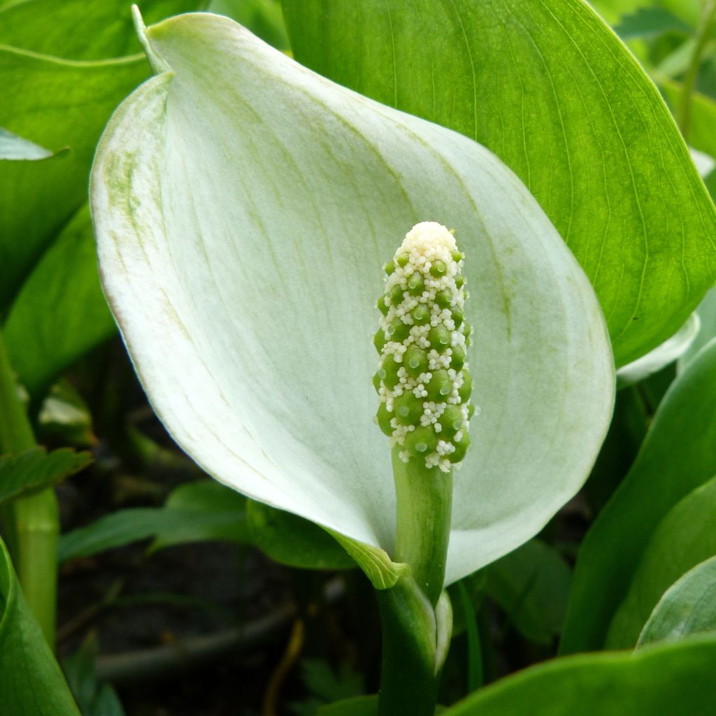 Arum ou Calla palustris