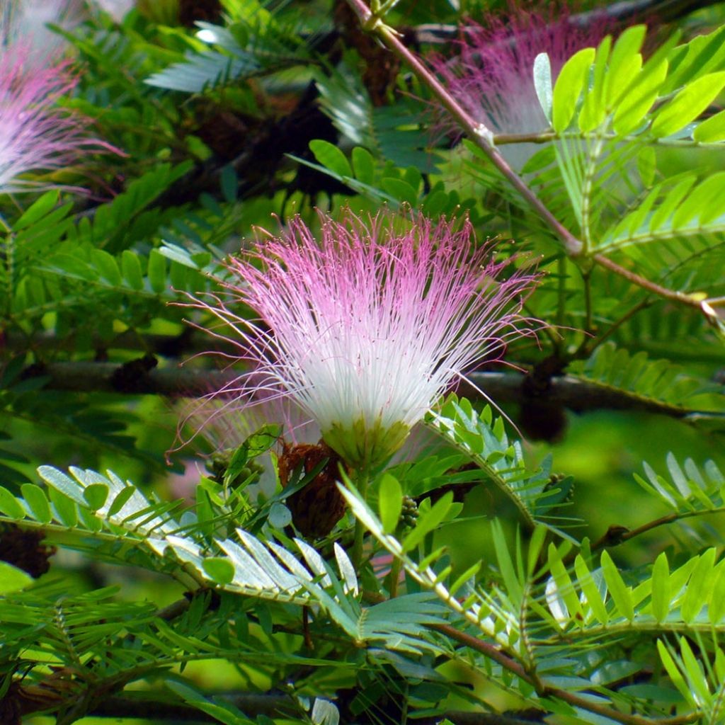 Pompon du marin - Calliandra surinamensis