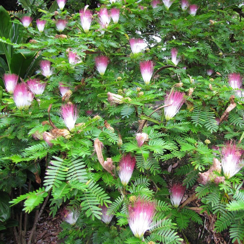 Pompon du marin - Calliandra surinamensis